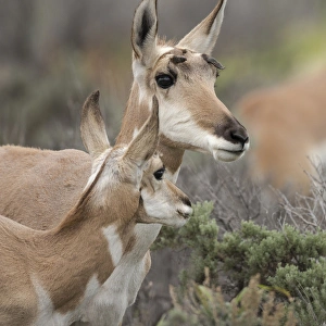 Grand Teton Prints: Pronghorn antelope doe with this years fawn, Grand Tetons NP, Wyoming, wild