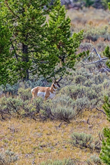 New Images March 2024 Part 1 Prints: A pronghorn antelope in the Grand Teton National Park