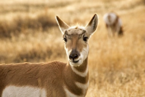 Montana Prints: Pronghorn Antelope Grazing and Looking Eating Grass National Bison Range Charlo Montana