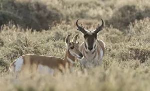 Pronghorn antelope pair