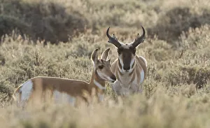 USA, North America, Alaska Gallery: Pronghorn antelope pair
