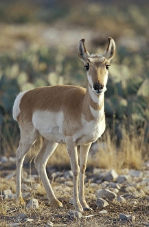 Carlsbad Prints: Pronghorn antelope in the southern desert, Antilocapra americana, Living Desert SP