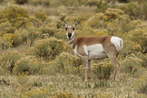 Pronghorn Antelope, Yellowstone National Park, Montana / Wyoming