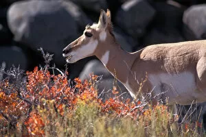 Images Dated 11th November 2005: pronghorn, Antilocapra americana, feeding on vegetation during fall colors in Yellowstone
