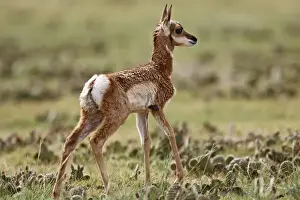 Images Dated 8th June 2008: Pronghorn (Antilocapra americana) baby in Pawnee National Grasslands standing in prairie grass