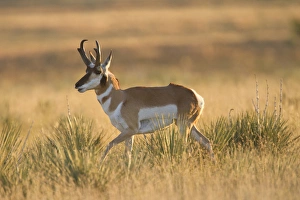 Pronghorn (Antilocapra americana) buck in prairie grass
