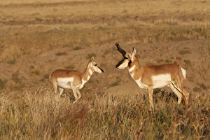 Images Dated 29th September 2010: Pronghorn (Antilocapra americana) female and male in mating season