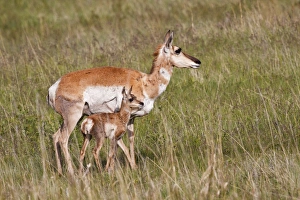 Young Animal Prints: Pronghorn (Antilocapra americana) female with young, Custer State Park, South Dakota