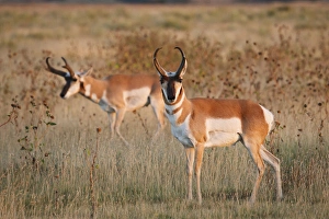 Pronghorn (Antilocapra americana) males in grassland