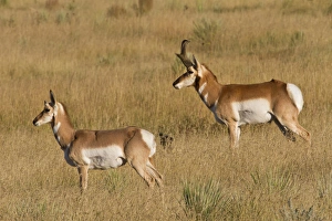 Images Dated 29th September 2010: Pronghorn (Antilocapra americana) pair in mating season