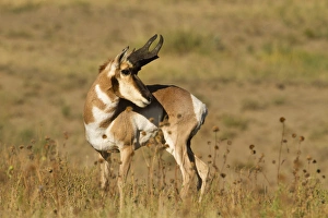 Pronghorn (Antilocapra americana) in prairie habitat