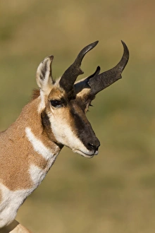 Pronghorn (Antilocapra americana) in prairie habitat