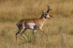 Images Dated 29th September 2010: Pronghorn (Antilocapra americana) running through prairie grass