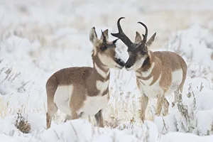 Pronghorn Prints: Pronghorn buck courting doe during autumn storm