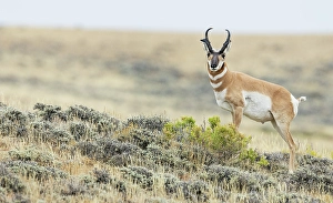 Territorial Prints: Pronghorn buck courting a pair of unseen young doe's in North Park, Colorado