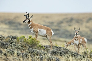 Buck Prints: Pronghorn buck courting a pair of young doe's in North Park, Colorado