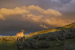 Ken Archer Prints: Pronghorn, clearing thunderstorm