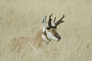 Natl Park Prints: Pronghorn male resting, Yellowstone NP, Wyoming