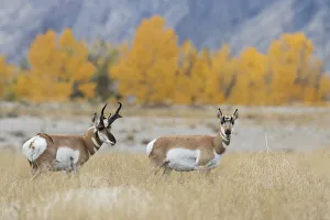 Pronghorn pair