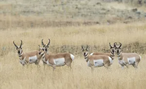 Pronghorn Prints: Pronghorns