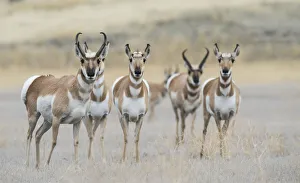 Pronghorns