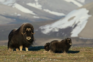 Seward Peninsula Prints: Protective musk ox parent, arctic tundra habitat around the Seward Peninsula, Alaska