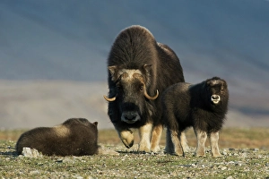 Tundra Prints: Protective musk ox parent, arctic tundra habitat around the Seward Peninsula, Alaska
