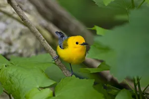 Animal Prints: Prothonotary Warbler (Prothonotary citrea) flying