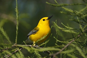 Images Dated 3rd May 2010: Prothonotary Warbler (Prothonoteria citrea) adult male in spring, Texas