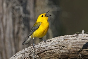 Images Dated 6th May 2010: Prothonotary Warbler (Prothonoteria citrea) adult male in spring, Texas