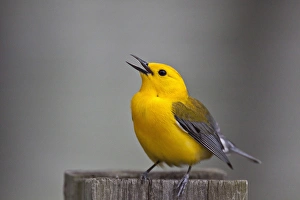 Images Dated 7th May 2009: Prothonotary Warbler (Prothonoteria citrea) adult male in spring, Texas