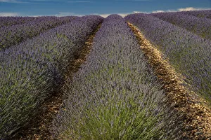 Valensole Prints: Provence, Valensole, lavender rows