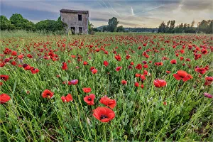 Prints of Provincial poppies, France Images Dated 2022 May: Provincial poppies, France