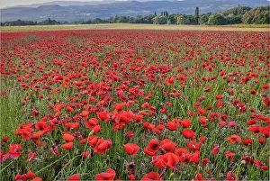 Prints of Provincial poppies, France Images Dated 2022 May: Provincial poppies, France