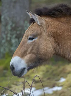 Enclosure Prints: Przewalskis horse or Dzungarian horse (Equus ferus przewalskii