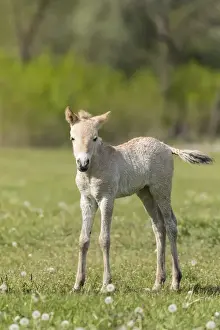 Images Dated 30th April 2015: Przewalskis Horse or Takhi (Equus ferus przewalskii) Foal in the wildlife center