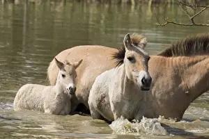 Przewalskis Horse or Takhi (Equus ferus przewalskii) in the wildlife center of