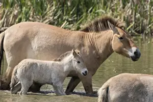 Animals Prints: Przewalskis Horse or Takhi (Equus ferus przewalskii) in the wildlife center of