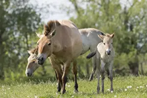 Przewalskis Horse or Takhi (Equus ferus przewalskii) in the wildlife center of