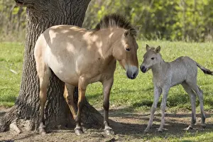 Przewalskis Horse or Takhi (Equus ferus przewalskii) in the wildlife center of