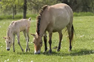 Przewalskis Horse or Takhi (Equus ferus przewalskii) in the wildlife center of