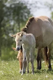Przewalskis Horse or Takhi (Equus ferus przewalskii) in the wildlife center of