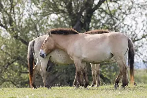 Przewalskis Horse or Takhi (Equus ferus przewalskii) in the wildlife center of