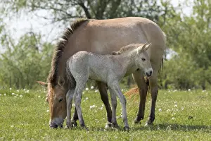 Images Dated 30th April 2015: Przewalskis Horse or Takhi (Equus ferus przewalskii) in the wildlife center of