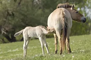 Przewalskis Horse or Takhi (Equus ferus przewalskii) in the wildlife center of