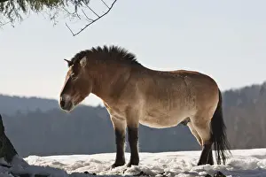 Przewalskis Horse or Takhi (Equus ferus przewalskii) in winter and snow, captive