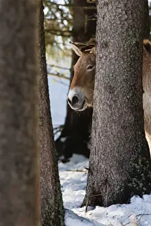 Przewalskis Horse or Takhi (Equus ferus przewalskii) in winter and snow, captive