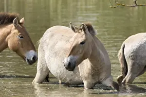 Hajdu Bihar Prints: Przewalskis Horses or Takhi (Equus ferus przewalskii) crossing a river in the wildlife