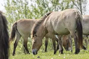 Przewalskis Horses or Takhi (Equus ferus przewalskii) grazing in a field in the wildlife