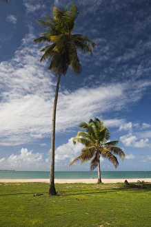 Images Dated 12th December 2009: Puerto Rico, East Coast, Luquillo, Playa Luquillo Beach, palms